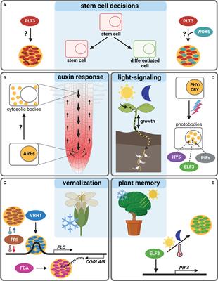 Come together now: Dynamic body-formation of key regulators integrates environmental cues in plant development
